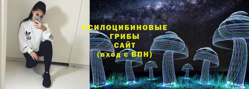 Псилоцибиновые грибы Psilocybe  Великий Устюг 